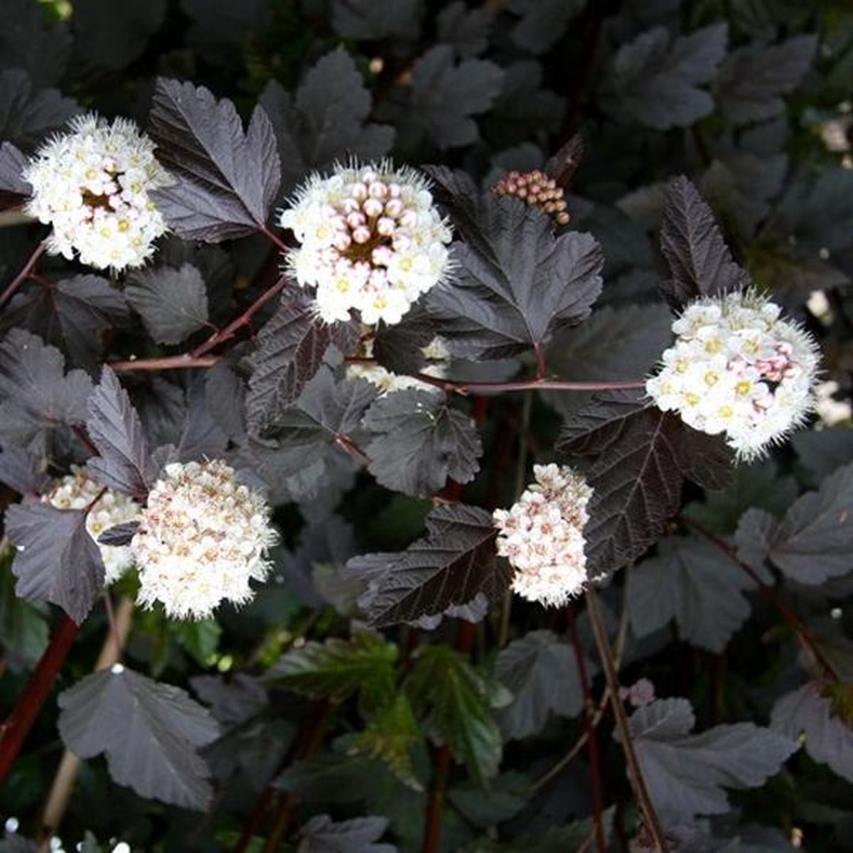 bol.com | Physocarpus Opulifolius ‘Red Baron’ - Blaasspiraea 30-40 cm