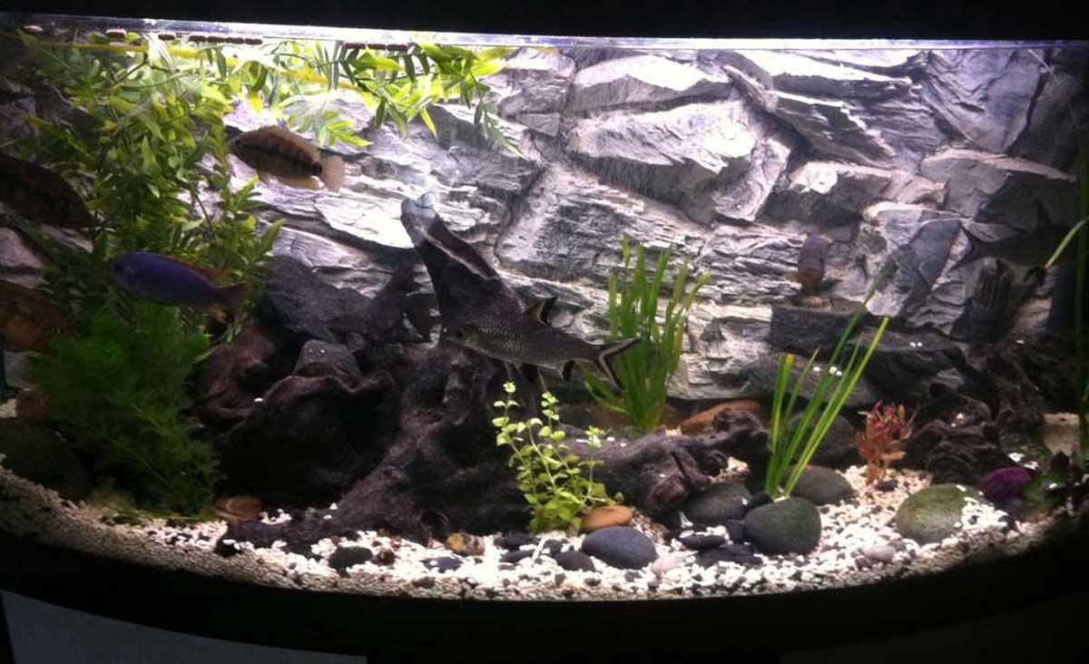 bol.com | Aquarium-Terrarium achterwand type Rock Grijs 150*60 in 2 delen