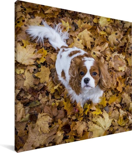 Cavalier King Charles Spaniel sous les feuilles d'automne Toile 50x50 cm - Tirage Photo sur Toile Peinture (Décoration murale Salon / Chambre) / Animaux domestiques Peintures sur Toile
