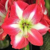 3 x Amaryllis | Hippeastrum | Monte Carlo | nieuwe oogst | grote bol | meerdere bloemstelen | vroegbloeier | grote bloemen