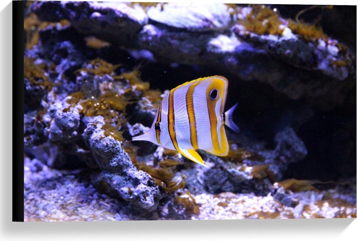 Canvas  - Wit/Oranje Visje in Aquarium  - 60x40cm Foto op Canvas Schilderij (Wanddecoratie op Canvas)