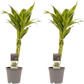 Kamerplanten van Botanicly – 2 × Drakenboom – Hoogte: 45 cm – Dracaena Sandriana