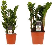 Kamerplanten van Botanicly – 2 × Zamio Zenzi, Zamio Culcas – Hoogte: 40 cm
