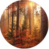 Label2X - Schilderij - Forest Ø - Multicolor - 30 X 30 Cm