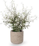 Maori Green Leaf in Charlie Grey Pot