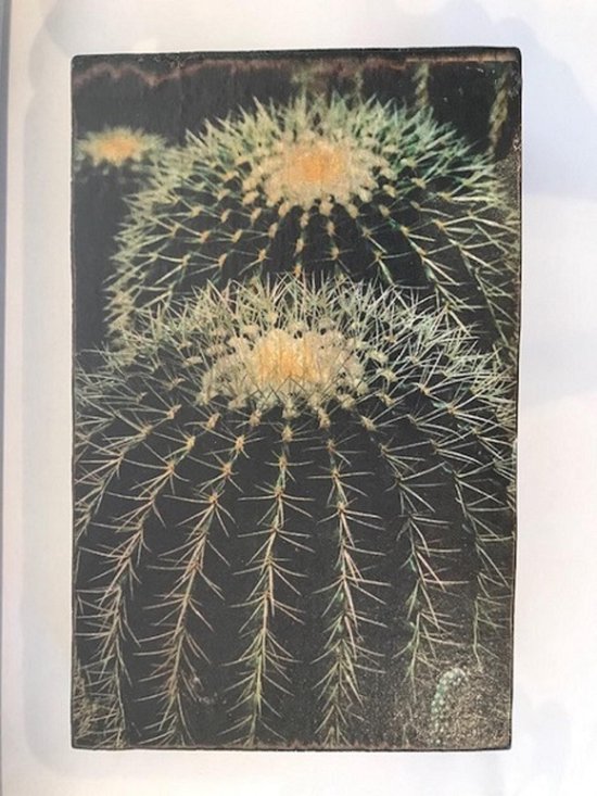 Afbeeldingsblok 10x15 cm Cactus Echinocactus grusonii