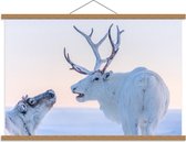 Schoolplaat – Elanden in de Sneeuw - 90x60cm Foto op Textielposter (Wanddecoratie op Schoolplaat)