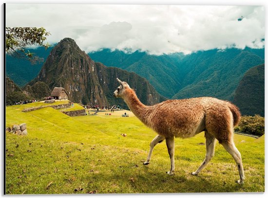 Dibond - Alpaca wandelend langs Menigte  - 40x30cm Foto op Aluminium (Met Ophangsysteem)