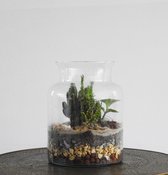 Botame DIY Duurzaam Terrarium Ecosysteem - Cactus - Austrocylindropuntia Subulata - Isalo
