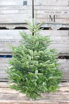Echte Kerstboom - Nordmann - ACTIE - Premium Quality - 150-160cm