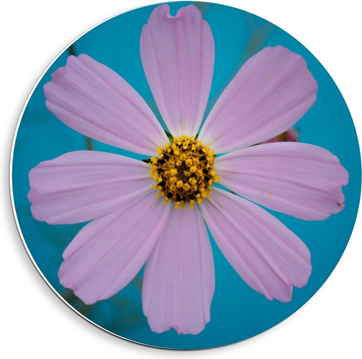 KuijsFotoprint Schilderij - Fleurige Bloem - Blauw En Roze - 40 X 40 Cm