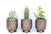 Ikhebeencactus | Set 5 stuks | Cactus en vetplant mix in grey Toby sierpot |  10-12 cm