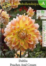 3 knollen DECORATIEF DAHLIA PEACHES AND CREAM