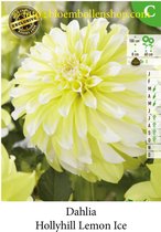 3 knollen DECORATIEF DAHLIA LEMON ICE