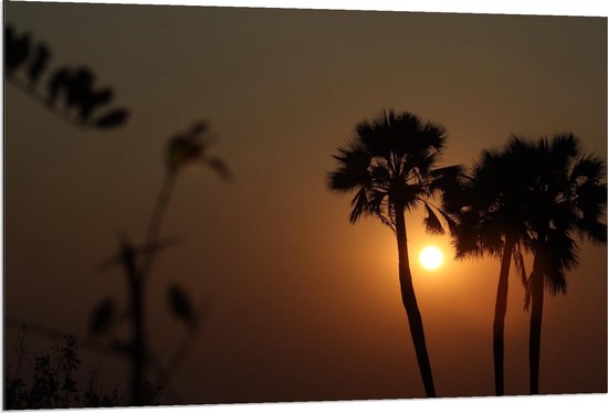 Dibond - Palmbomen met de Zon op de Achtergrond - 120x80cm Foto op Aluminium (Met Ophangsysteem)