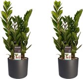 Kamerplanten van Botanicly – 2 × Zamioculcas zamiifolia incl. sierpot antraciet cilindrisch als set – Hoogte: 45 cm