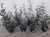 1 x Elaeagnus ebbingei - Olijfwilg 40 - 60 cm pot