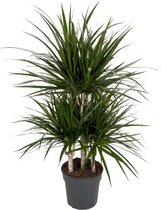 Dracaena Marginata 100 cm