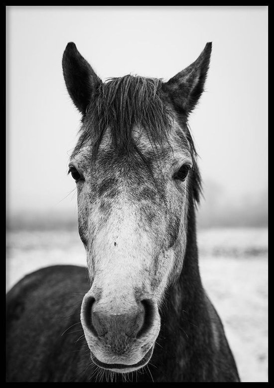 Poster Horse gris (Zwart- Wit) - 50x70 cm - Poster Nature - WALLLL