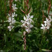 25 x Gaura lindheimeri 'Whirling Butterflies' - Prachtkaars in 9x9cm pot met hoogte 5-10cm