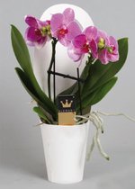 Phalaenopsis Bambino roze