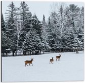 Dibond - Hertjes in de Sneeuw - 50x50cm Foto op Aluminium (Wanddecoratie van metaal)