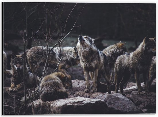 Dibond - Grote Groep Wolven Op een Rots - 40x30cm Foto op Aluminium (Met Ophangsysteem)