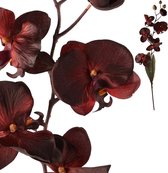 PTMD Orchid Flower Dark Red phalleanopsis