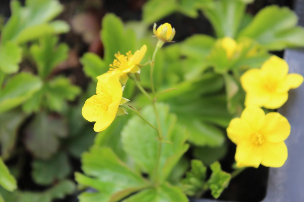 6 x Waldsteinia ternata - Goudaardbei - P9 Pot (9 x 9cm) - Dima Vaste Planten