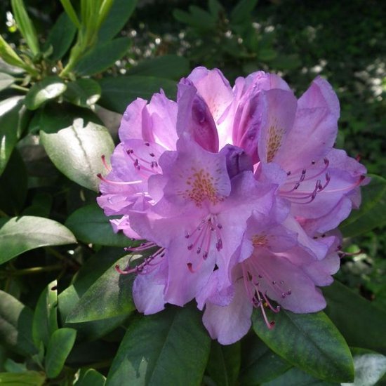 Rhododendron Catawbiense grandiflorum totaalhoogte 120-140 cm