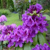 Rhododendron Azurro ‘Rhododendron 'Azurro'’ Totaalhoogte 60-80 cm