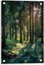 Tuinposter – Bomen in het Bos - 40x60cm Foto op Tuinposter  (wanddecoratie voor buiten en binnen)