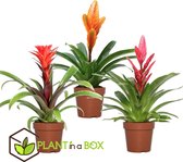 Plant in a Box - Bromelia Mix - Set van 3 kamerplanten - Pot ⌀12cm - Hoogte ↕ 30-40cm
