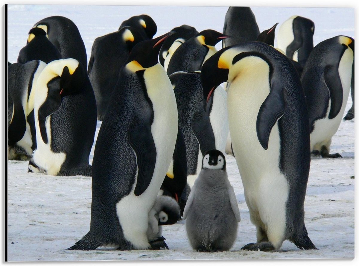 Dibond - Pinguïns met Baby Pinguïns - 40x30cm Foto op Aluminium (Met Ophangsysteem)