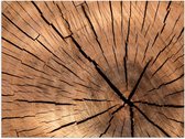 Poster – Binnenkant van Houten Boomstam - 40x30cm Foto op Posterpapier