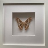 Opgezette vlinder | Vlinder in lijst | Wanddecoratie | Samia luzonica