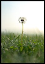 Poster Paardenbloem - 30x40 cm - Poster Fotokunst - WALLLL