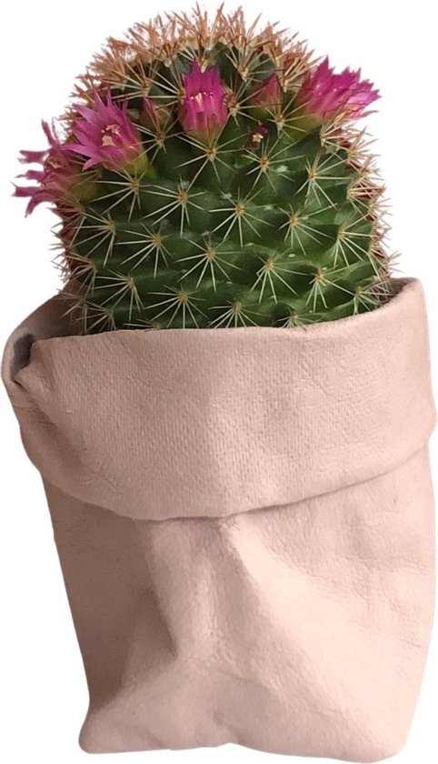 globaal Draai vast synoniemenlijst de Zaktus - pink senorita cactus - paper bag roze - maat S | bol.com