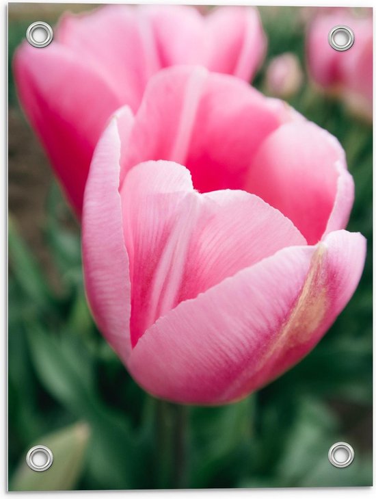 Tuinposter – Roze Tulp in Veld - 30x40cm Foto op Tuinposter  (wanddecoratie voor buiten en binnen)