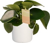 Kamerplant van Botanicly – Dwergpeper incl. witte cilindrische sierpot als set – Hoogte: 35 cm – Peperomia obtusifolia Green Gold