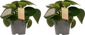 Kamerplanten van Botanicly – 2 × Dwergpeper – Hoogte: 35 cm – Peperomia obtusifolia Green Gold