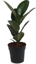Kamerplant Ficus Robusta - ± 70cm hoog – 19cm diameter