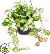 Plant in a Box - Hoya Carnosa 'Tricolor' - Wasbloem - Pot ⌀14cm - Hoogte ↕ 20-30cm
