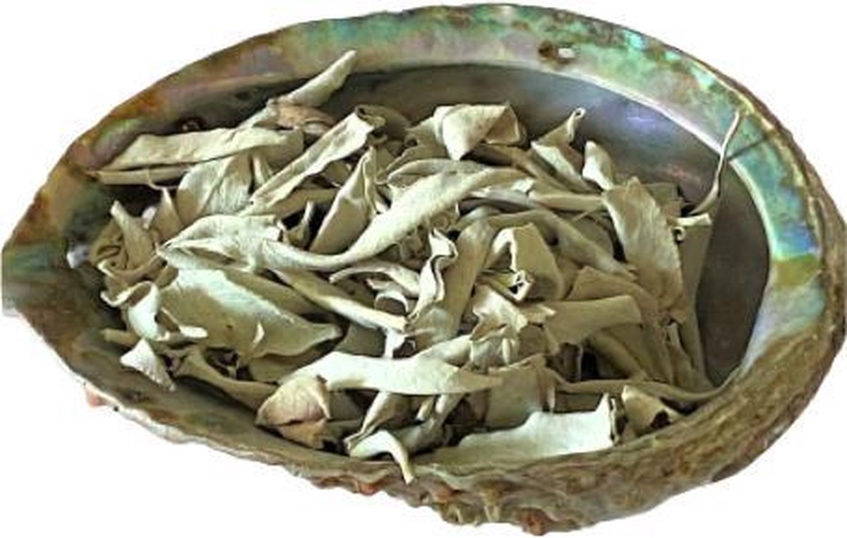 Smudge set - kit - abalone schelp - witte losse salie  - 25 gram - white sage - meditatie - yoga - huis reiniging - zuivering - FineGoods