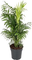 Chamaedorea Elegans 50 cm