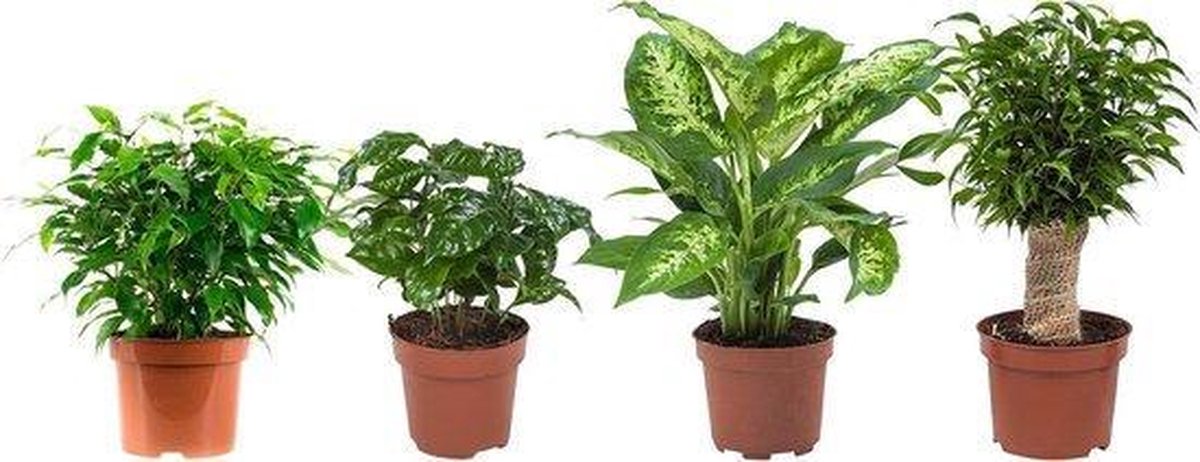 Luchtzuiverende kamerplanten 4 stuks/ Ficus Natasja - Ficus Kinky (benjamina) - Koffieplant - Dieffenbachia Mars