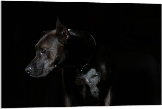 Acrylglas - Hond op Zwarte Achtergrond - 90x60cm Foto op Acrylglas (Wanddecoratie op Acrylglas)