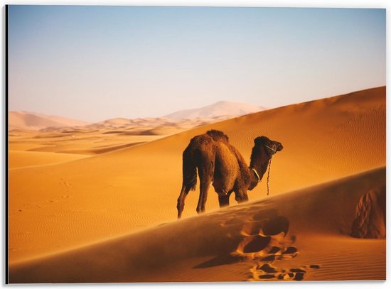 Dibond - Dromedaris in de Woestijn - 40x30cm Foto op Aluminium (Met Ophangsysteem)