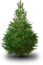 Nordmann kerstboom EXTRA GROOT- 220/250CM- geschikt voor buiten - kerstbomen - GOLD kwaliteit - EIGEN BEZORGSERIVCE