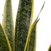 Sansevieria Laurentii XL met Elho B.for soft antracite